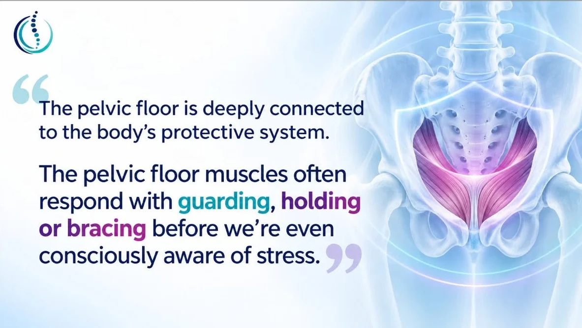 The pelvic floor muscles inside the pelvis, with the words: The pelvic floor is deeply connected to the body’s protective system. The pelvic floor muscles often respond with guarding, holding or bracing before we’re even consciously aware of stress.